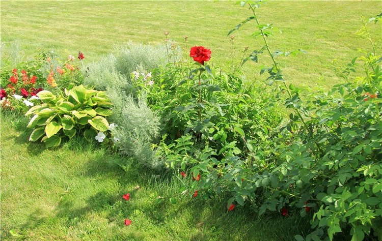 Августовская прогулка в Берново. Zwergnase Mischa