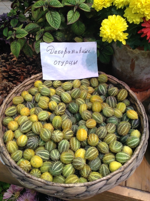 Аптекарский огород сегодня. ч.5. Грибной фестиваль