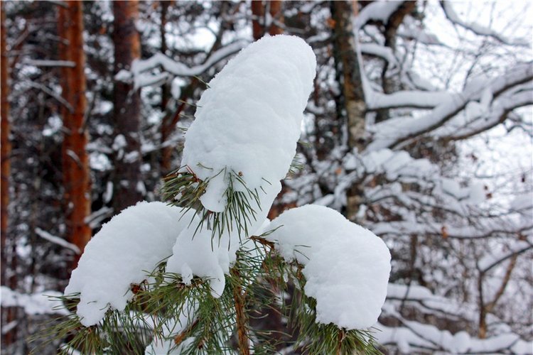 Рождественские гуляния, часть первая. Zwergnase Mischa (фото 4)
