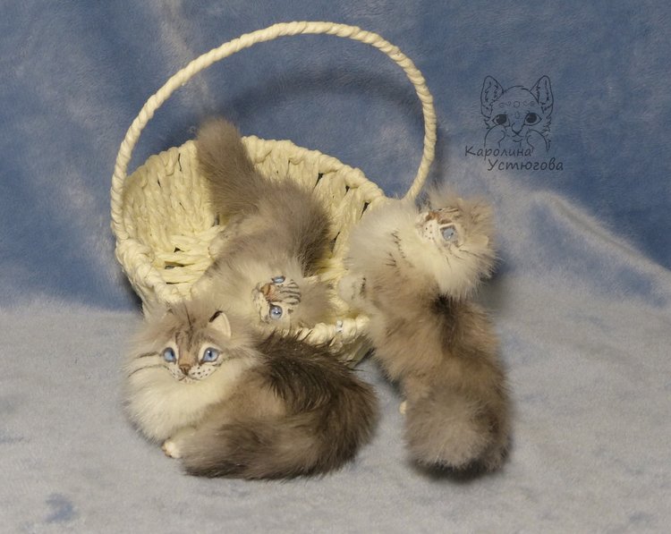 Котята Невские маскарадные, окрас Тэбби пойнт (фото 6)