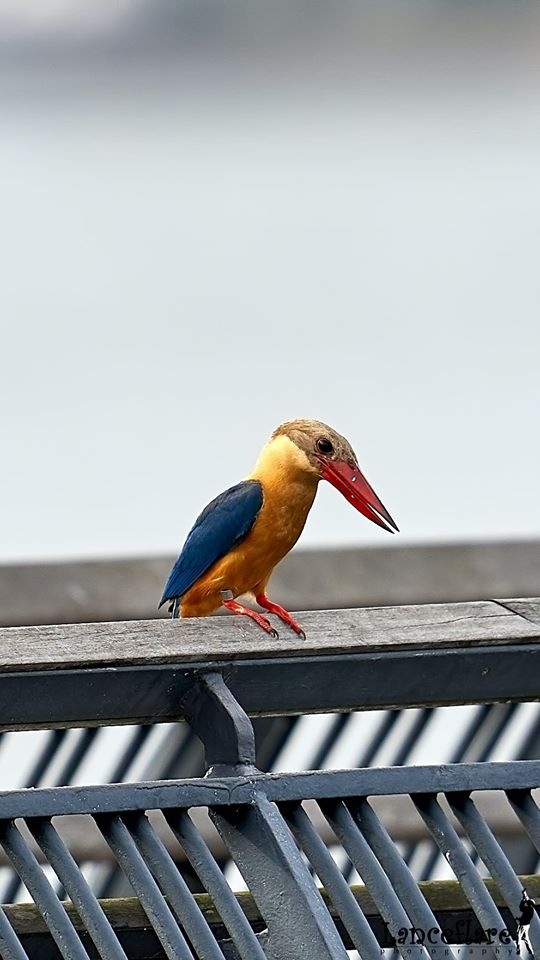 Любителям природы - профессиональные фотографии (выпуск 4)