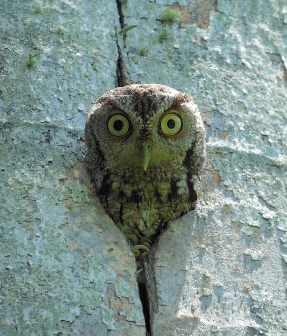 Любительские и профессиональные фотографии Сов (выпуск 2)