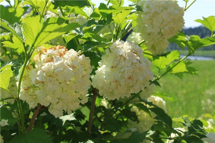 "Троицкие гуляния" в Василёво, 2019 год. Архитектурно-этнографический музей под открытым небом Василёво