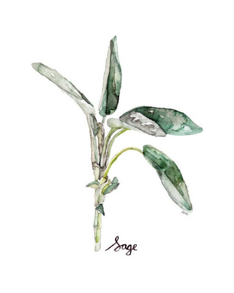 TheColorfulCatStudio - Иллюстрированная флора by Rachel Byler