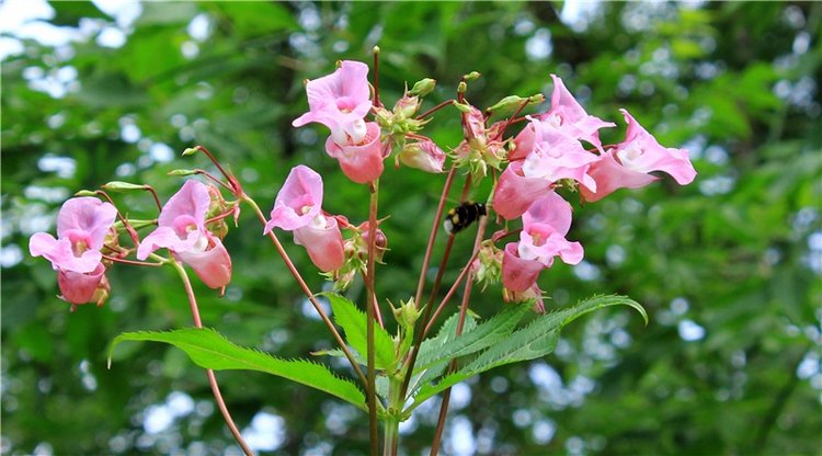 Июльское путешествие в Старицу, продолжение