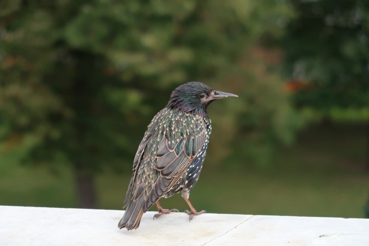 Знакомьтесь, новый вид медведей - медведь сумочный