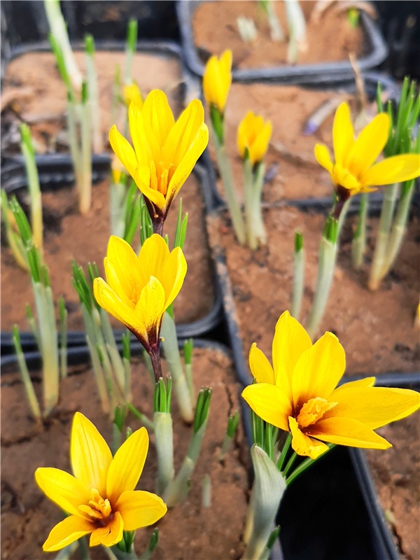 Выставка тюльпанов в Твери