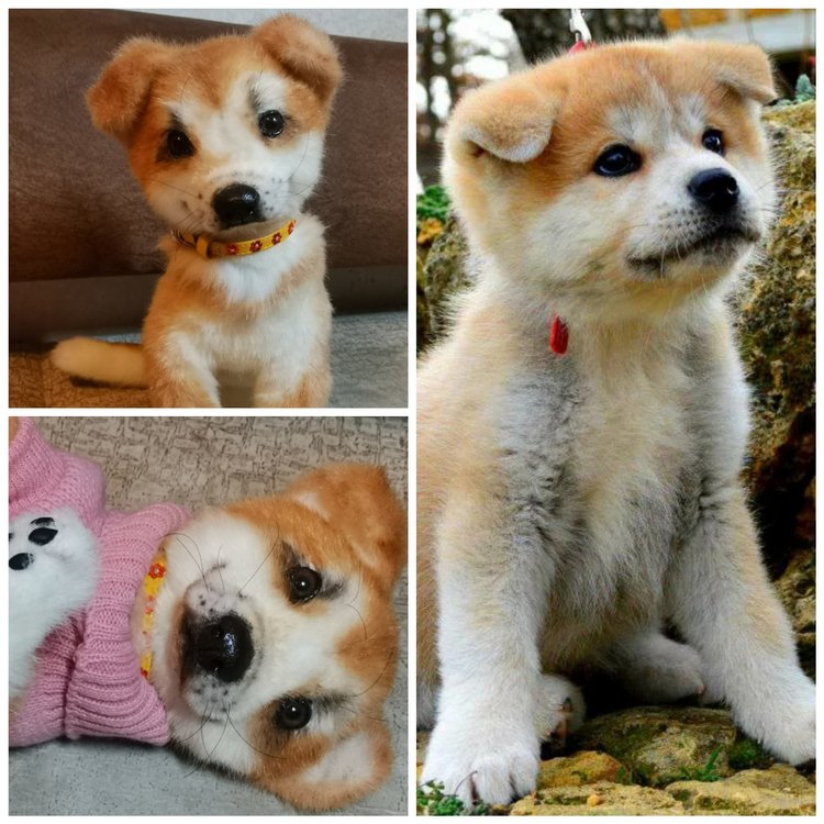 Акито щенок — Игрушки в смешанной технике (мех и глина): Арт (фото 2)