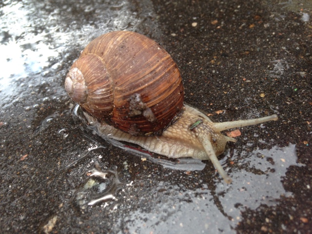 Как мы фотографировали улитку с Mui-chan
