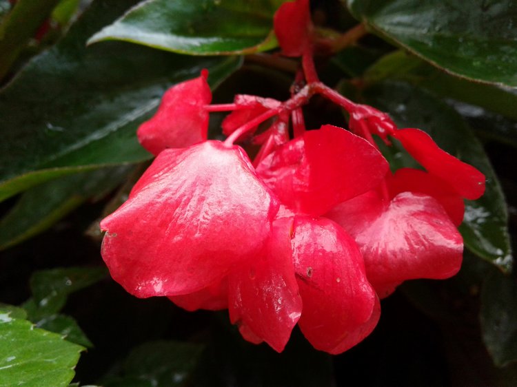 Последний месяц лета. Мой Псков. Аурика (фото 4)