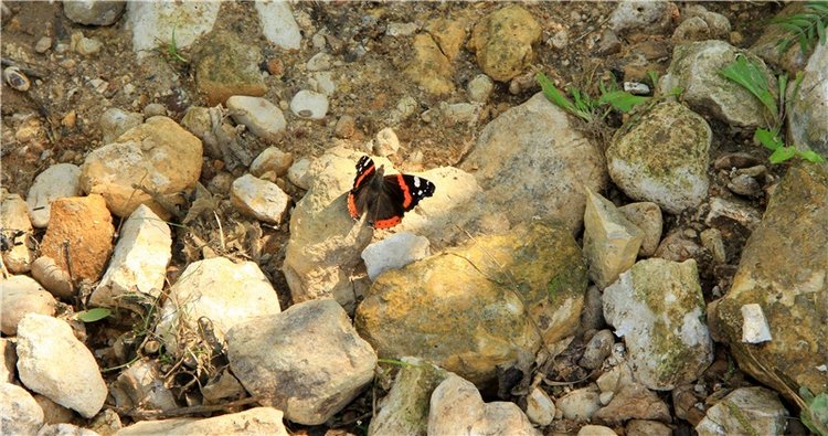 Старицкая Швейцария. Путешествие Мии. Minifee Miyu FairlyLand | Бэйбики Старицкая Швейцария. Путешествие Мии. Minifee Miyu FairlyLand