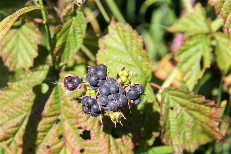 Старицкая Швейцария. Старицкие пещеры, д. Толпино, заключительная часть