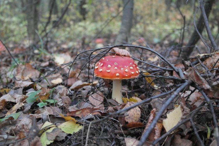 Мои куклы Kidz'n'Cats. Рогнеда (Алексис) 2011