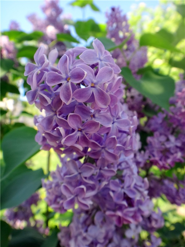 Дивная Весна — Куклы Zwergnase (Цвергназе/Цверги): фото (фото 2)