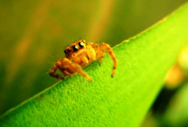 Любителям природы - профессиональные фотографии (выпуск 4)