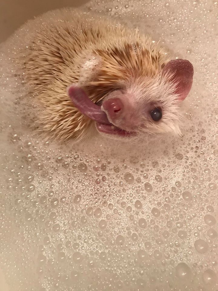 Любительские фотографии Ежей (выпуск 1) | Бэйбики Любительские фотографии Ежей (выпуск 1)