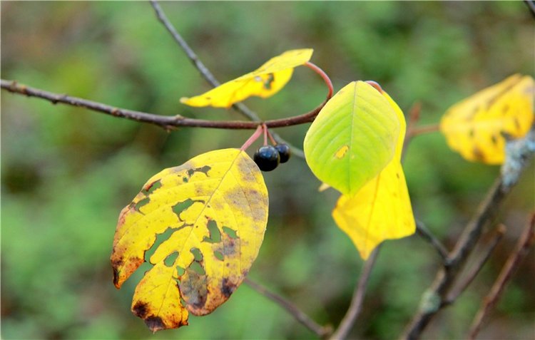 Осенняя прогулка Tammy в лесу