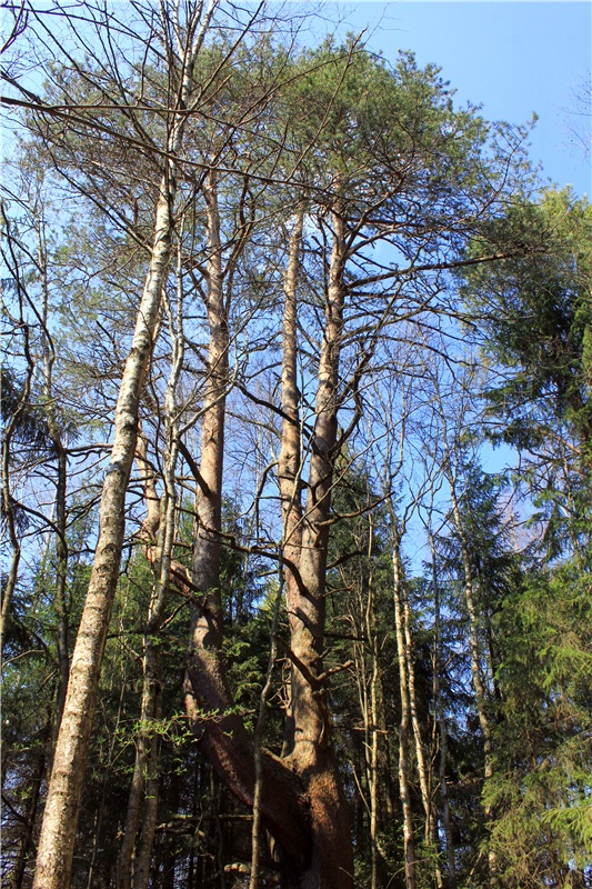 Савватьева Пустынь, Тверская область