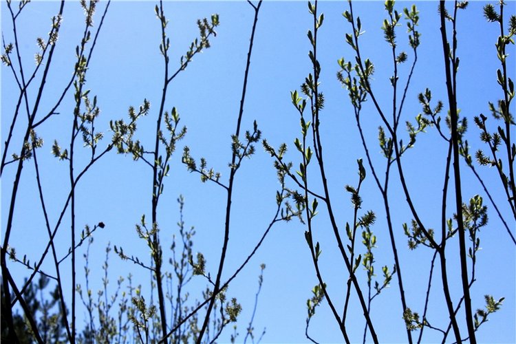 Долгая дорога к Волге. Custom Blythe Doll UFO Go Go Takara