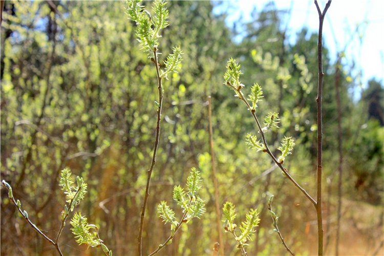 Долгая дорога к Волге. Custom Blythe Doll UFO Go Go Takara