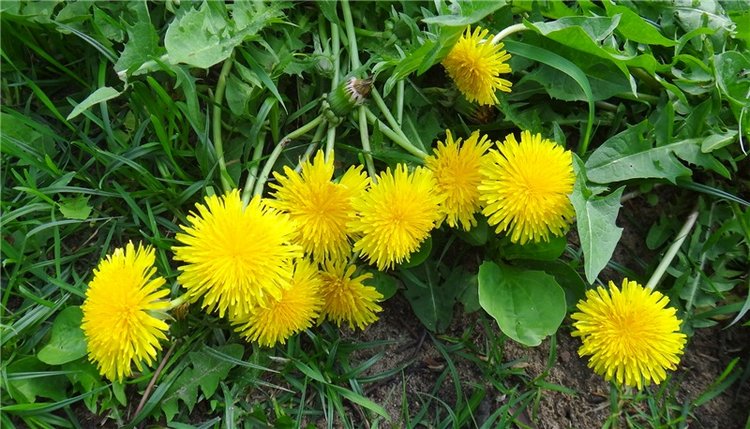 Просто Весна — Красивая природа и цветы: фото пейзажей