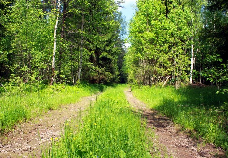 Ландышевый Лес. Twinkles Ella Chocolate