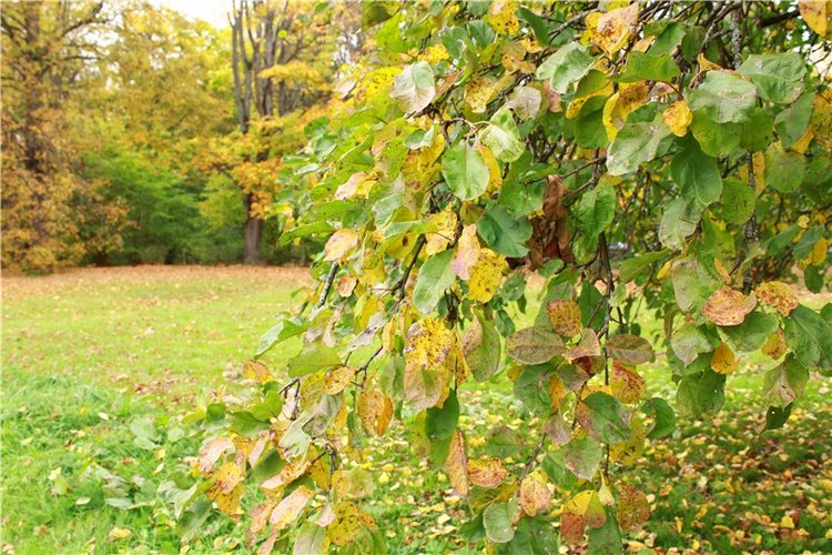 Золотая Осень в Берново с Имани. Mini Imani от Kaye Wiggs