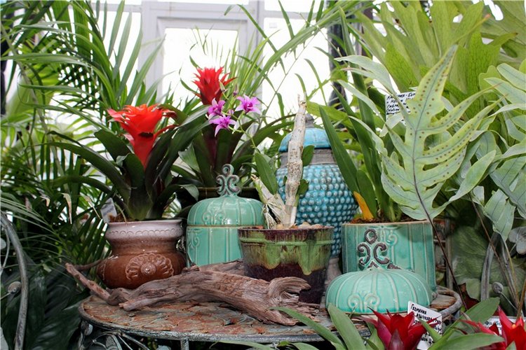 Тверской Ботанический Сад, продолжение | Бэйбики Тверской Ботанический Сад, продолжение