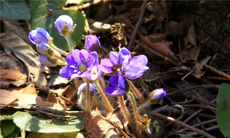 Апрельский день в Василёво, третья часть