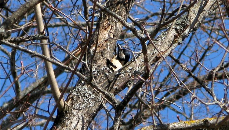 Апрельский день в Василёво, заключительная часть