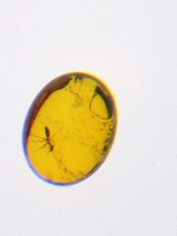 Милая сердцу Божедомка. Ч.5. Выставка "Парк янтарного периода". "Слезы Гелиад". "Янтарь и куклы"