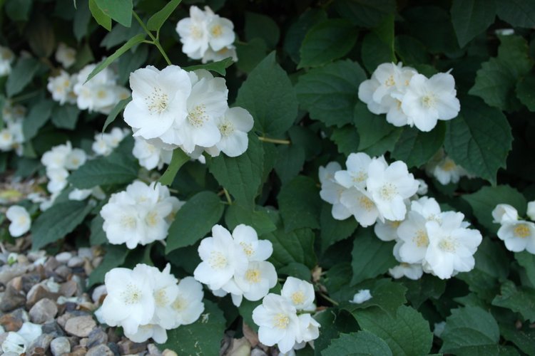 Мои куклы Kidz'n'Cats. Дженнет 2016 (фото 4)