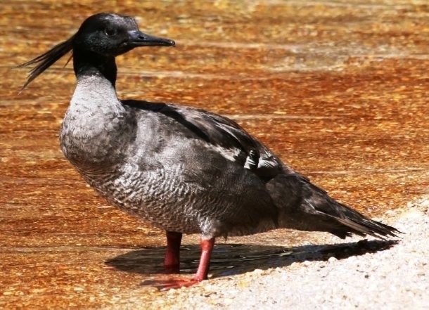 1 апреля — Международный день птиц