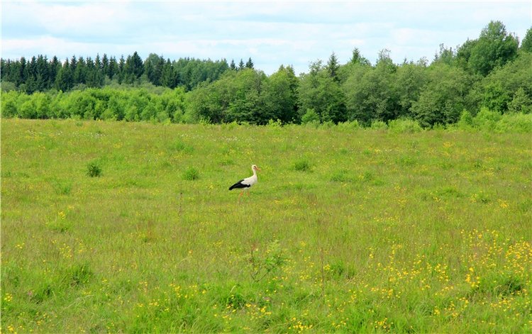 Путешествие с Бенни — Культура (фото 5)