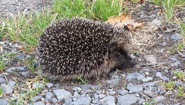 Любительские фотографии Ежей (выпуск 1) | Бэйбики Любительские фотографии Ежей (выпуск 1)