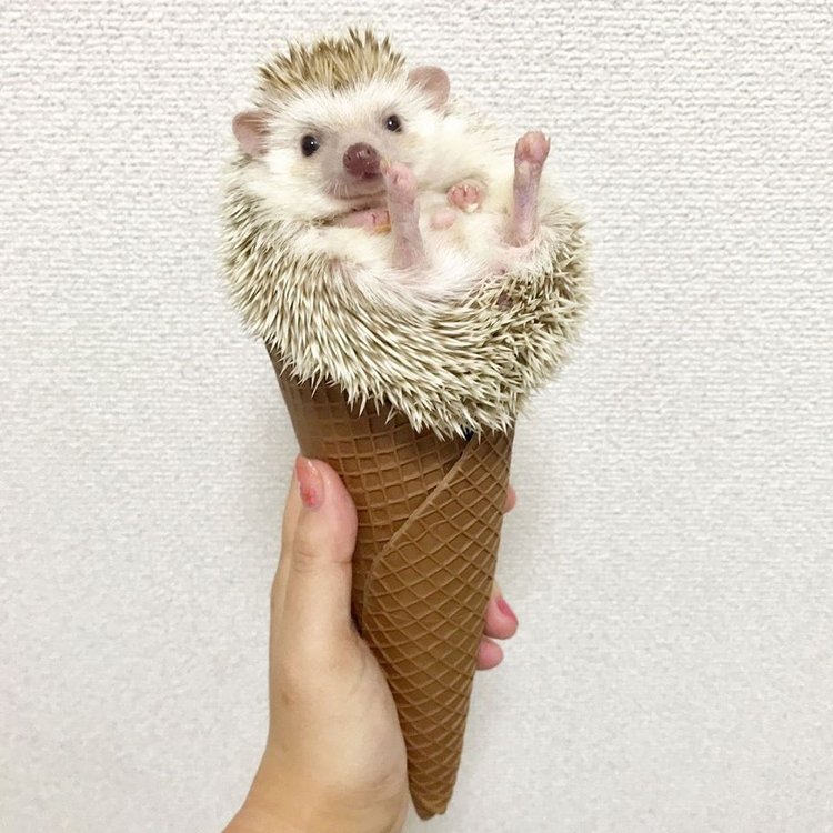 Любительские фотографии Ежей (выпуск 1) | Бэйбики Любительские фотографии Ежей (выпуск 1)