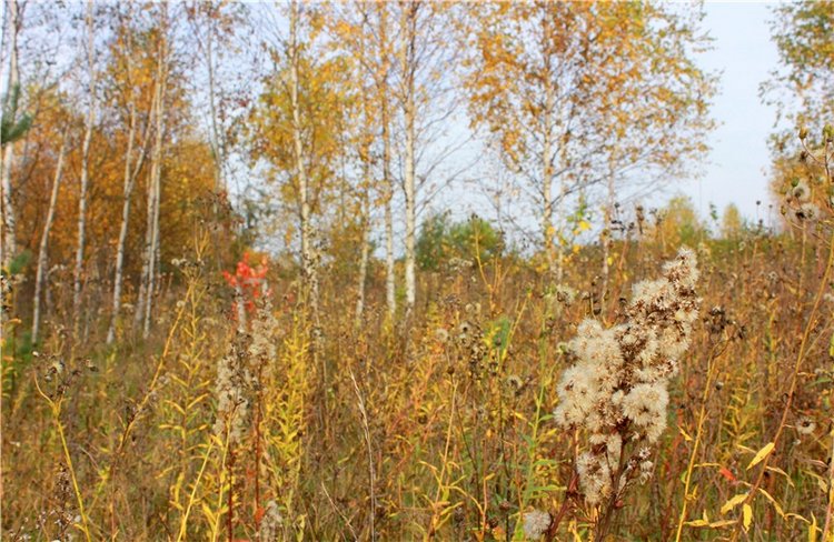 Кейт - Девочка Осень — Антикварные куклы Armand Marseille (AM): молд 390