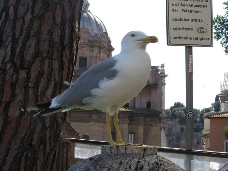 До пандемии. Путешествие по Италии, часть 7 (Рим)