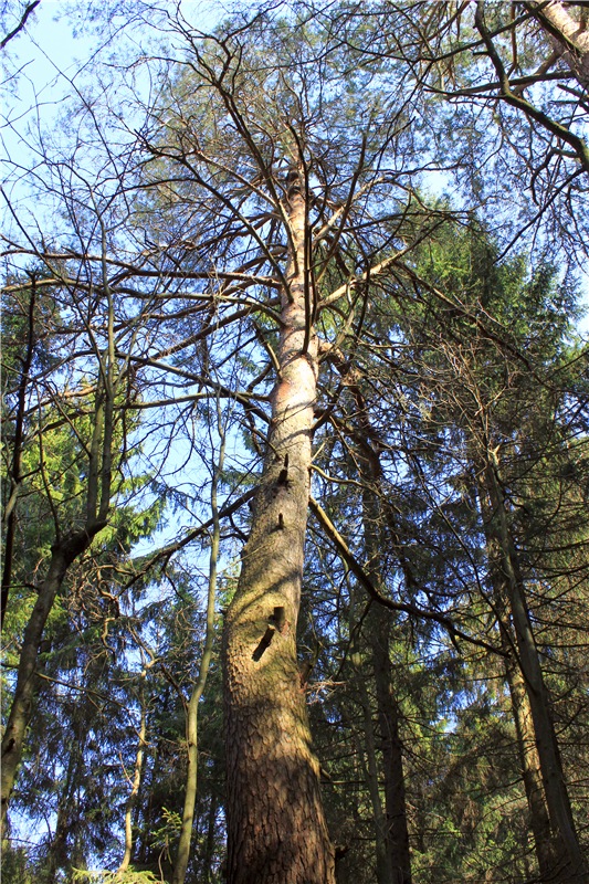 Савватьева Пустынь, Тверская область