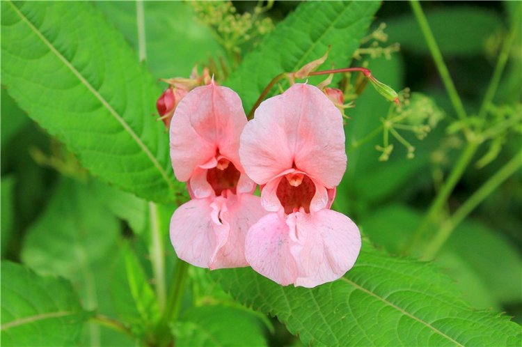 Июльское путешествие в Старицу, продолжение