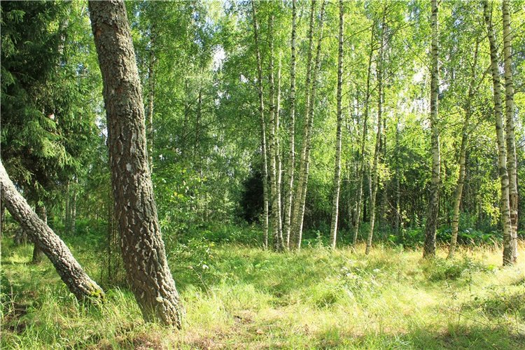 Августовское путешествие в "Сад Камней" | Бэйбики Августовское путешествие в "Сад Камней"