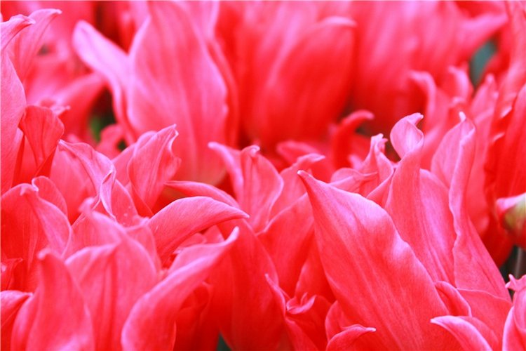 Выставка тюльпанов в Твери