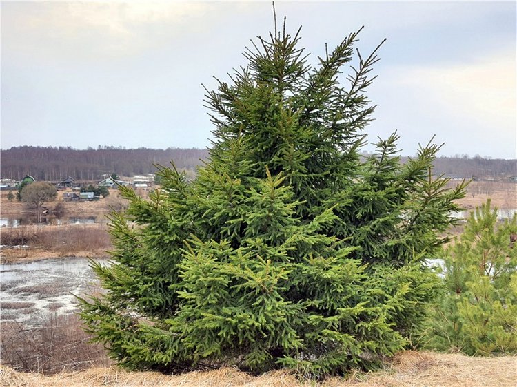 Путешествие Имани в ПанИку