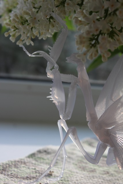 Нежный хищник | Бэйбики Нежный хищник — Коллекционные экшн (фото 5)