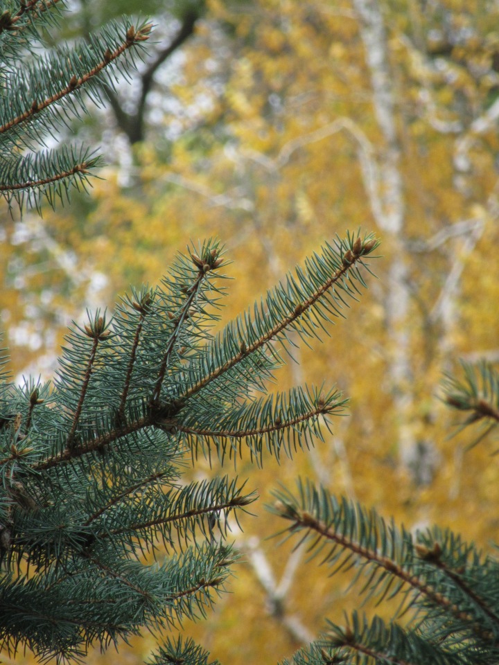 Полная корзинка — Куклы Takara Tomy (Такара): Licca (Ликка) (фото 8)