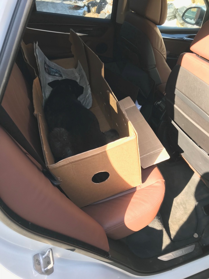 Нужна помощь собакам — Болталка и разговоры обо всем: жизнь (фото 10)