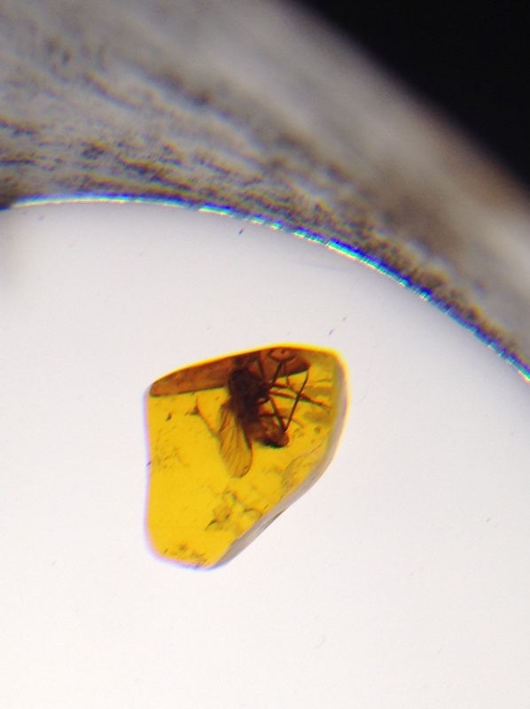 Милая сердцу Божедомка. Ч.5. Выставка "Парк янтарного периода". "Слезы Гелиад". "Янтарь и куклы"