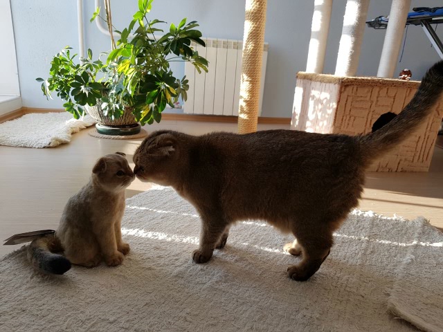 Кошачье, внучачье, одним словом мимимишное (фото 7)