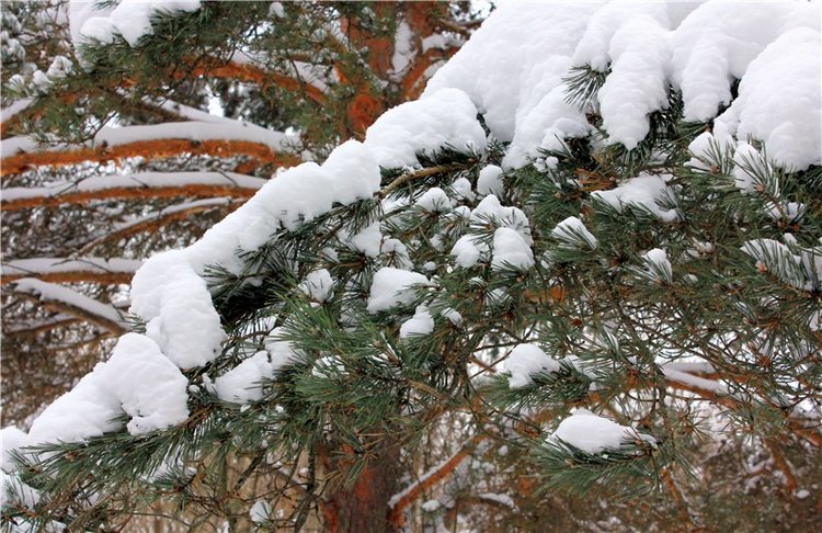 Рождественские гуляния, часть вторая. Zwergnase Mischa