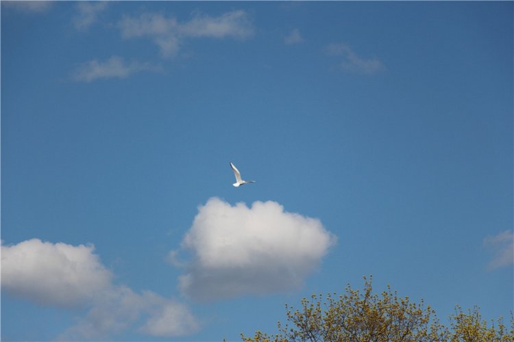 Один раз в год сады цветут